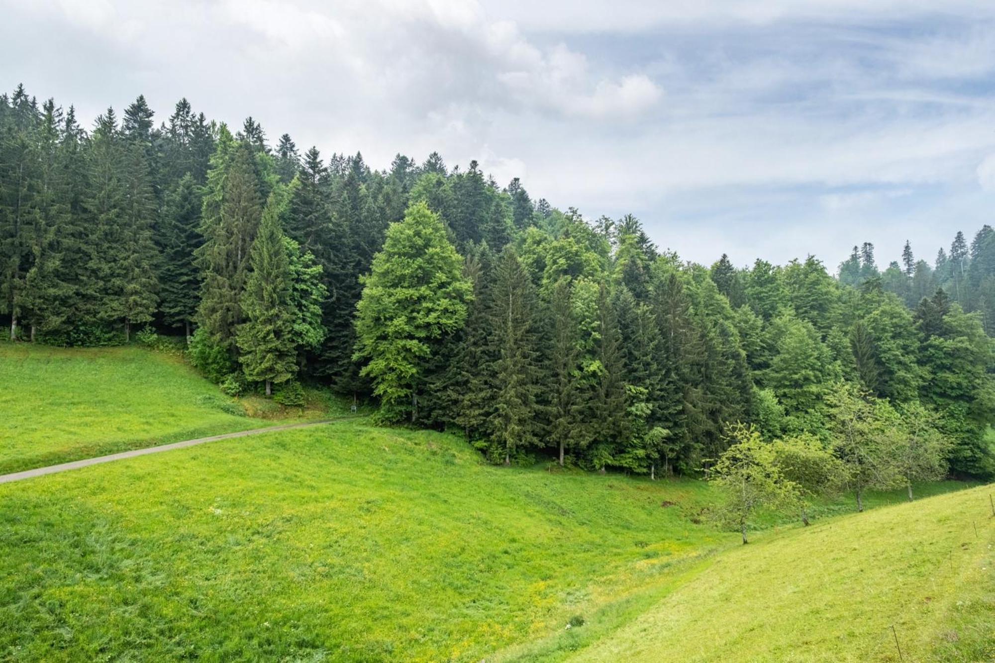 Schreinerhaeusle Naehe Titisee Himmelreich Buitenkant foto